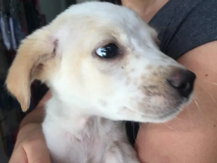 Cachorro ra a Srd idade 2 a 6 meses nome Luck