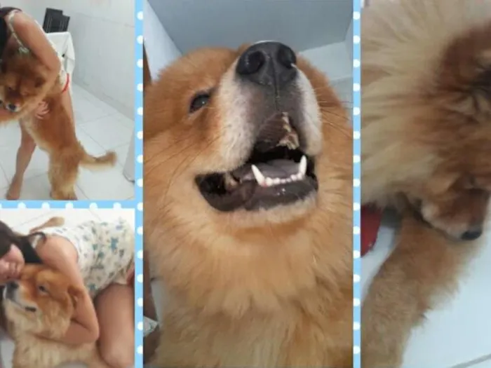 Cachorro ra a chow chow idade 1 ano nome Bolota