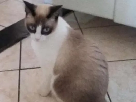 Gato ra a Siamês idade 1 ano nome Mel GRATIFICA