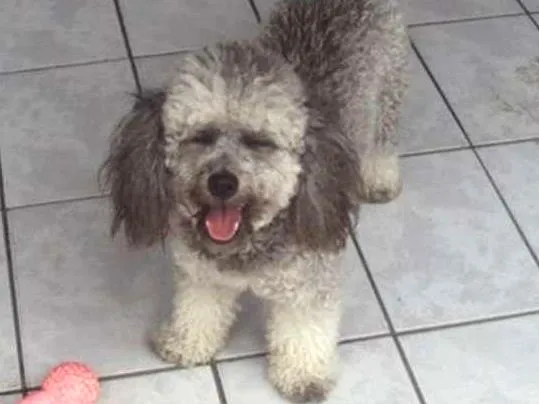 Cachorro ra a poodle  idade 5 anos nome nina