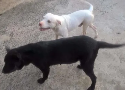 Cachorro raça Pit-Bull e labrador idade 6 ou mais anos nome Branco, vick, e vit