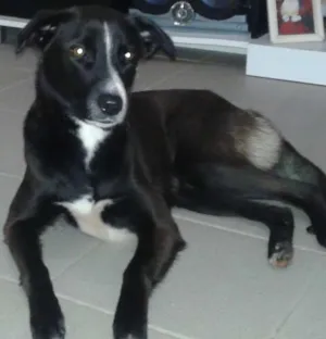 Cachorro raça Labrador idade 2 anos nome Sophie