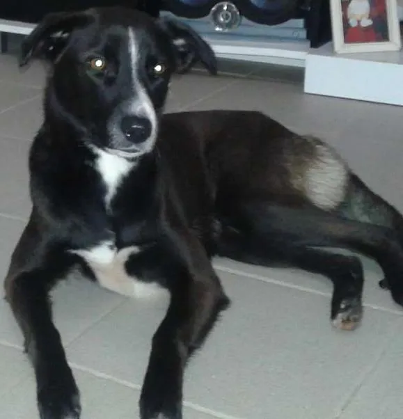 Cachorro ra a Labrador idade 2 anos nome Sophie