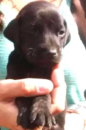 Cachorro raça SRD idade Abaixo de 2 meses nome luz