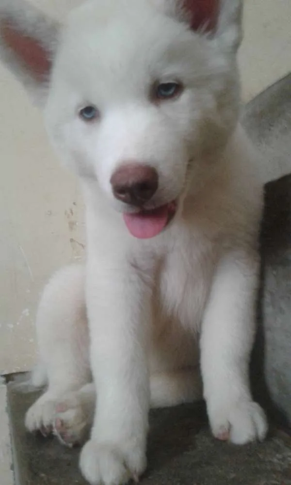 Cachorro ra a husky Siberiano idade Abaixo de 2 meses nome lunno