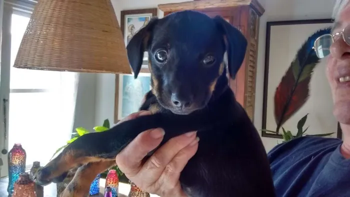 Cachorro ra a SRD idade 2 a 6 meses nome Mike