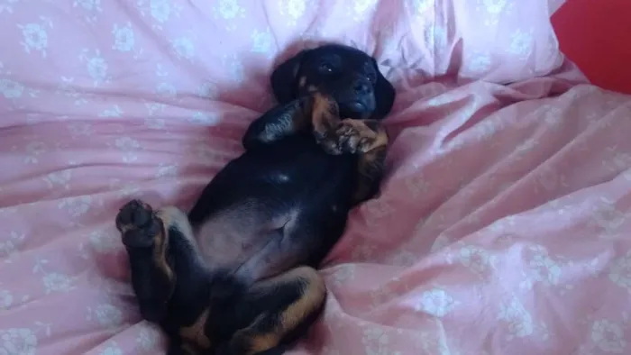 Cachorro ra a SRD idade 2 a 6 meses nome Mike
