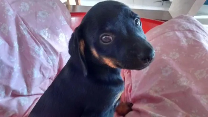 Cachorro ra a SRD idade 2 a 6 meses nome Mike