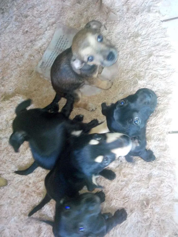 Cachorro ra a vira lata  idade Abaixo de 2 meses nome não tem