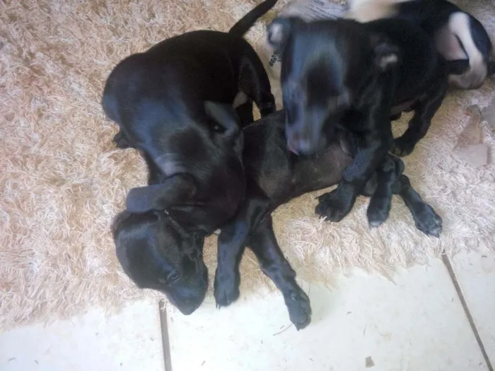 Cachorro ra a vira lata  idade Abaixo de 2 meses nome não tem