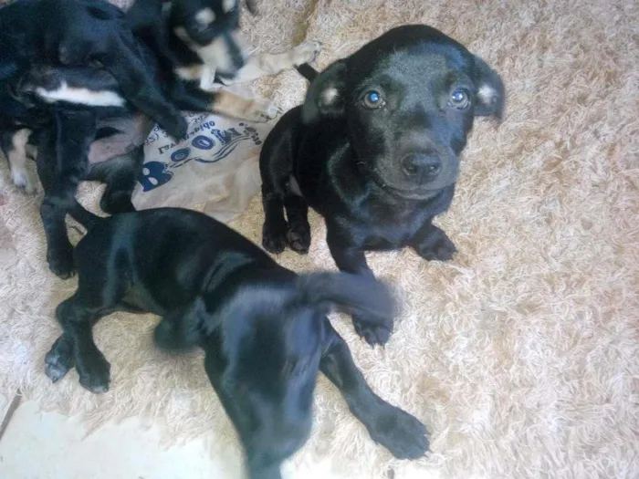 Cachorro ra a vira lata  idade Abaixo de 2 meses nome não tem