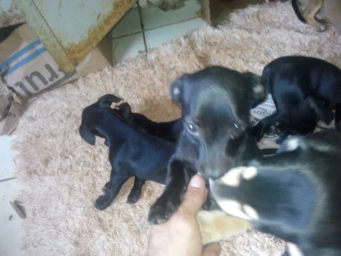 Cachorro ra a vira lata  idade Abaixo de 2 meses nome não tem