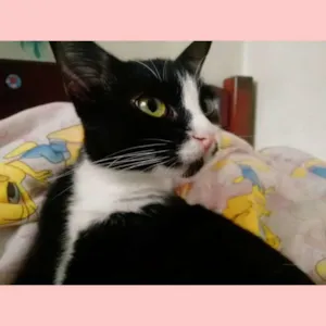 Gato raça Vira- Lata idade 2 a 6 meses nome Mitty