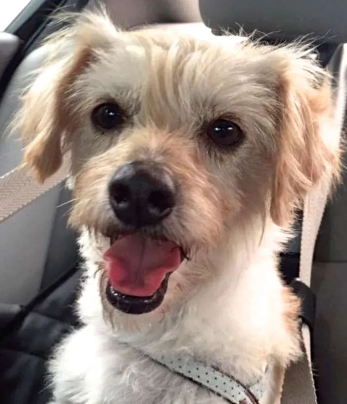 Cachorro ra a  idade 5 anos nome Fubá Pequenino