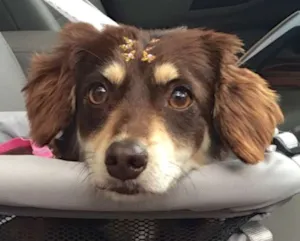 Cachorro raça  idade 2 anos nome Nicole Pequena