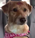 Babuzinha
