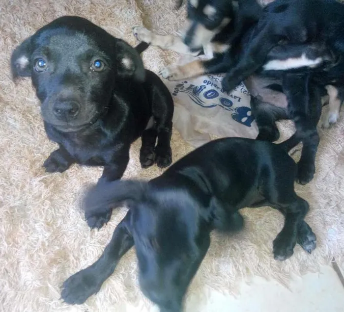Cachorro ra a vira lata  idade Abaixo de 2 meses nome não tem