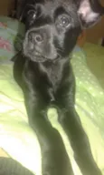 pituchinha