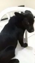pituchinha
