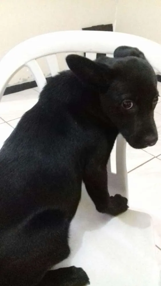 Cachorro ra a nao identifcado idade 2 a 6 meses nome pituchinha