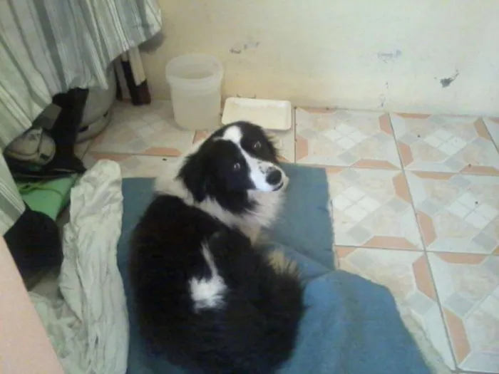 Cachorro ra a Colle idade 7 a 11 meses nome Colle