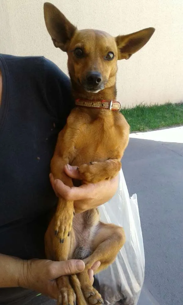 Cachorro ra a  idade 1 ano nome ze