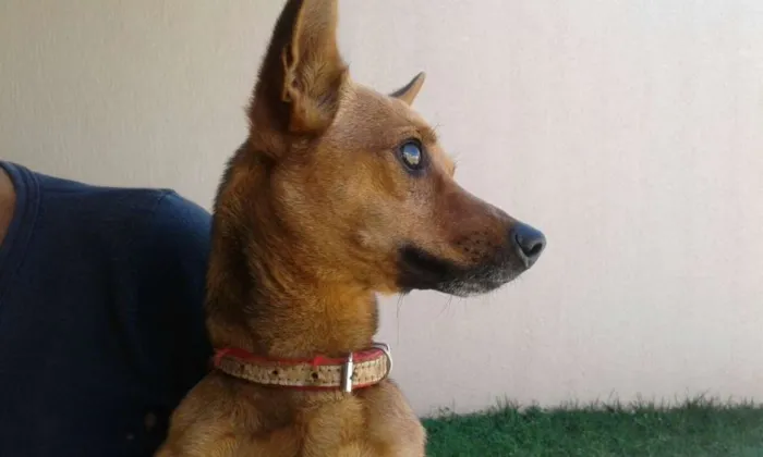 Cachorro ra a  idade 1 ano nome ze