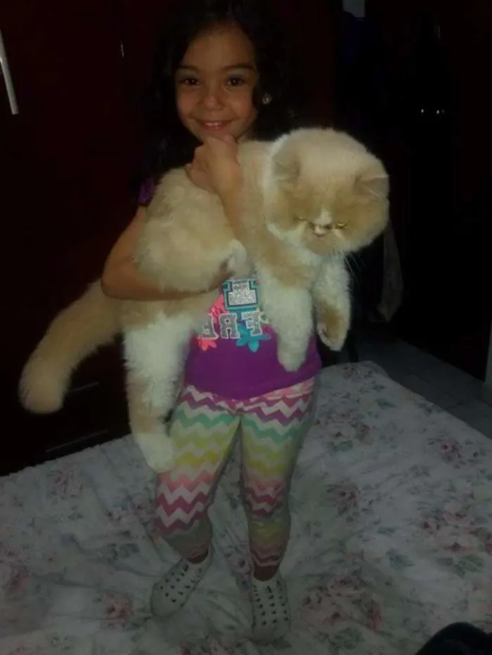 Gato ra a Persa idade 4 anos nome Tom