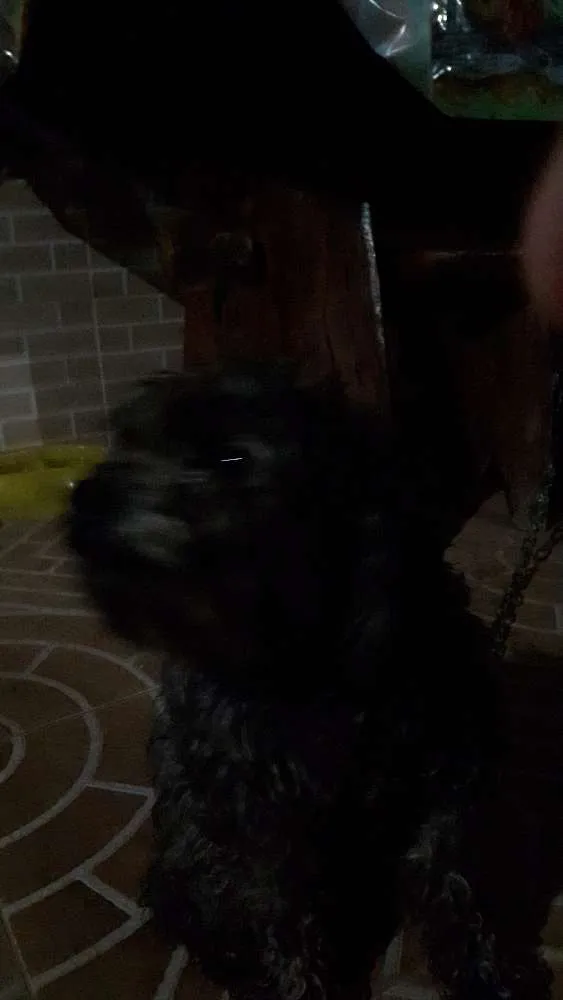 Cachorro raça Poodle idade 3 anos nome Pity