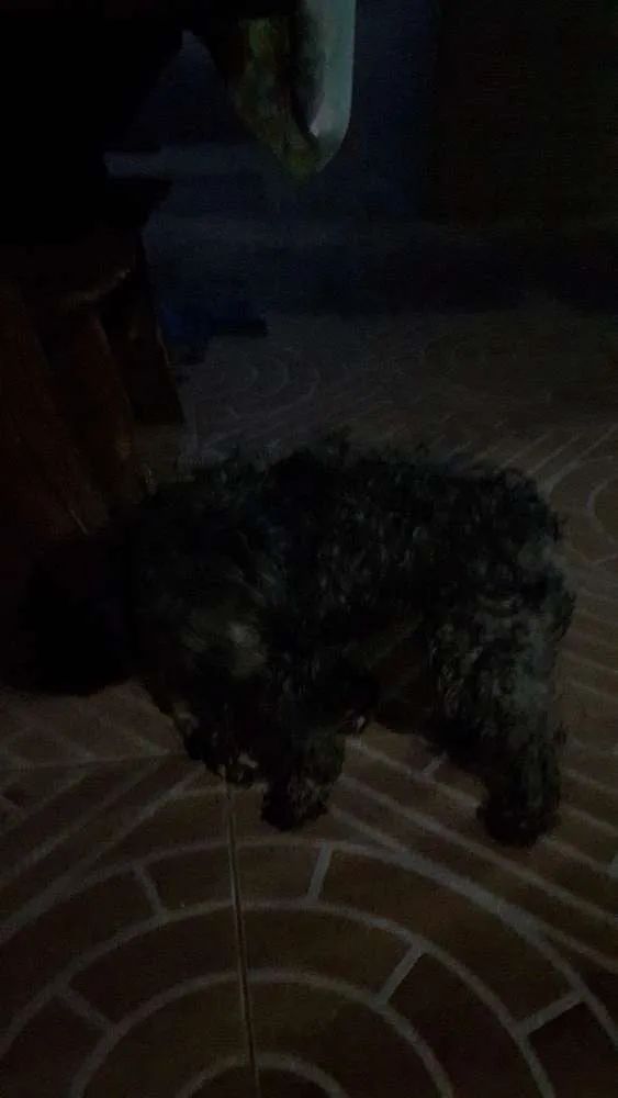 Cachorro raça Poodle idade 3 anos nome Pity