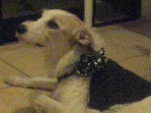 Cachorro raça SRD idade 4 anos nome Violeta