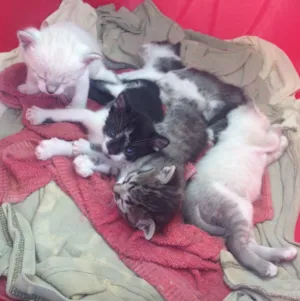Gato raça Indefinida idade Abaixo de 2 meses nome Nao tem