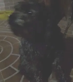 Cachorro raça Poodle idade 3 anos nome Pity