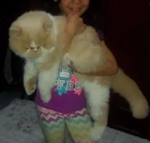 Gato raça Persa idade 4 anos nome Tom