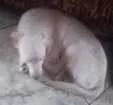 Cachorro raça Labrador com vira-lata idade 2 a 6 meses nome Meu