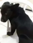 pituchinha
