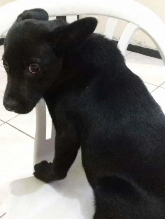 Cachorro ra a nao identifcado idade 2 a 6 meses nome pituchinha