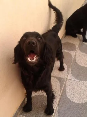 Cachorro raça Coker  idade 1 ano nome Suzi