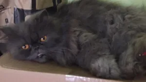 Gato raça Persa idade 3 anos nome Minho