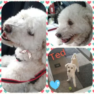 Cachorro raça Poodle idade 2 anos nome Ted
