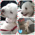 Ted