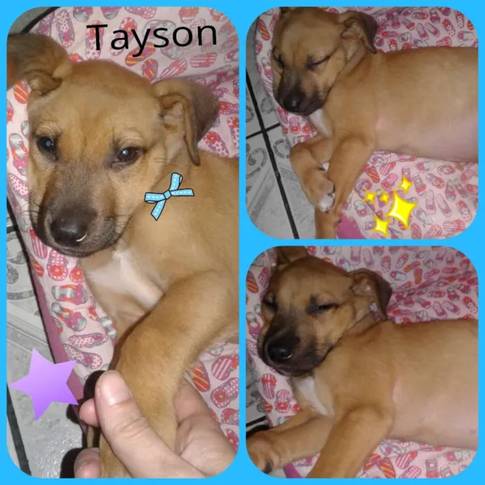 Cachorro ra a srd idade Abaixo de 2 meses nome Tayson 
