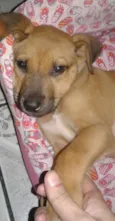 Tayson