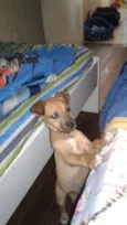 Tayson