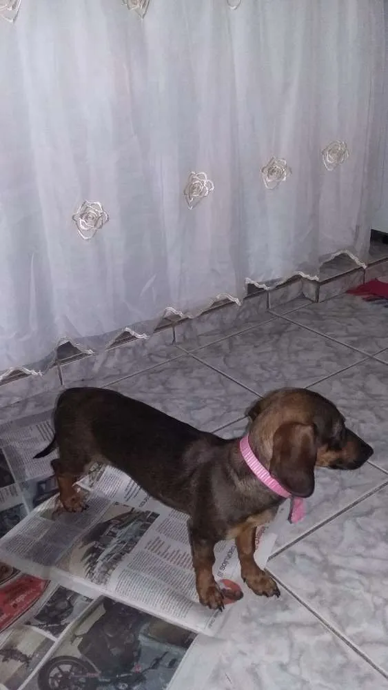 Cachorro raça Basset idade 2 a 6 meses nome Mila