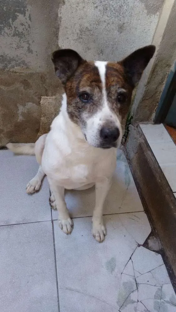 Cachorro ra a Misturado idade 6 ou mais anos nome Betovem