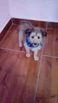Urso