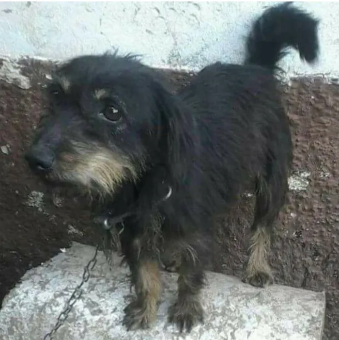 Cachorro ra a Raça indefinida idade 6 ou mais anos nome Sem nome