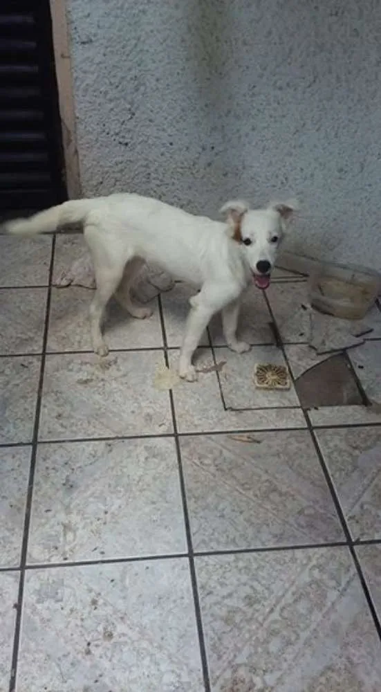 Cachorro ra a vira-lata idade 2 a 6 meses nome Lola