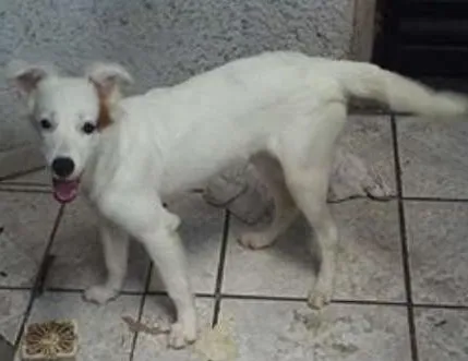 Cachorro ra a vira-lata idade 2 a 6 meses nome Lola